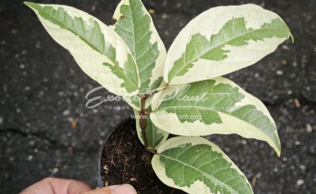 Ficus sp. albo 50