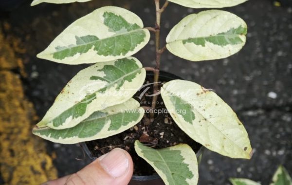 Ficus sp. albo (MF1) 50