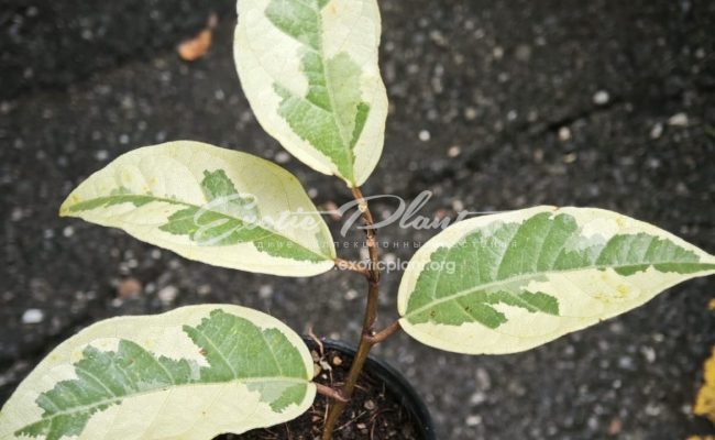 Ficus sp. albo 50