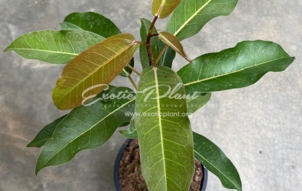 Ficus sp.(T56) ‘Ubon’ (brown leaf) 45