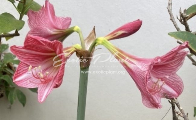 Hippeastrum sp.(T01) variegated 50
