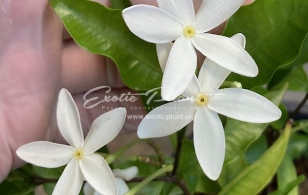 Kopsia sp.(T02)(white flower)(M) 45