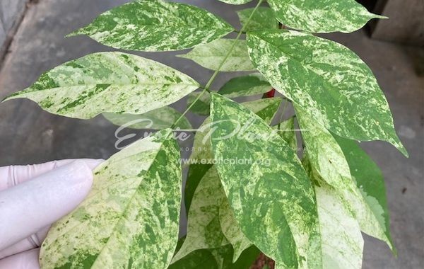 Millettia leucantha variegated (grafted) 65