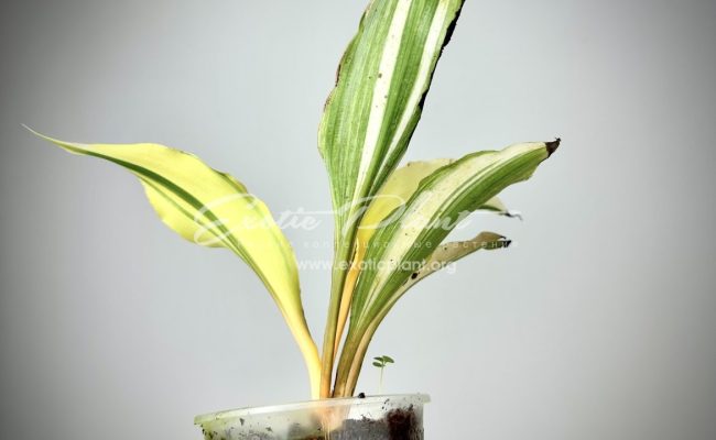 Chlorophytum orchidastrum variegated