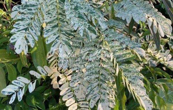 Dalbergia oliveri (white variegated) 50