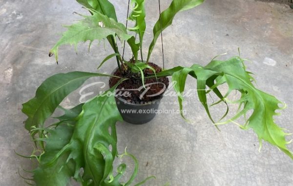 Microsorum Alankarn 55